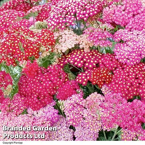 Achillea Millefolium 'Summer Pastels' - Image 2