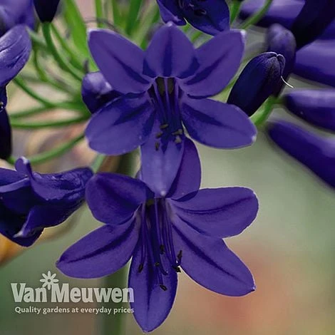 Agapanthus 'Flower Of Love' - Image 3