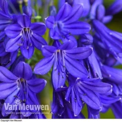 Agapanthus 'Flower Of Love'