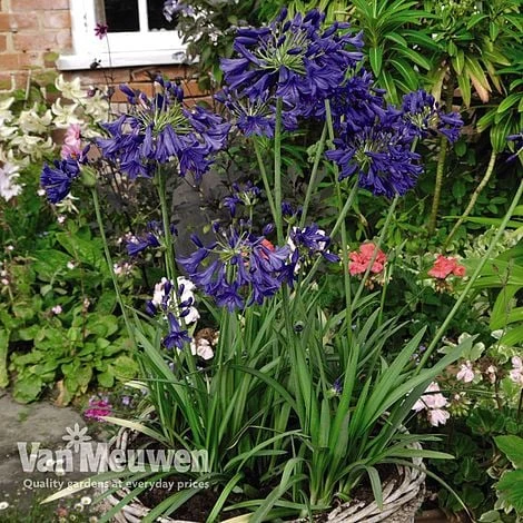 Agapanthus 'Flower Of Love' - Image 4