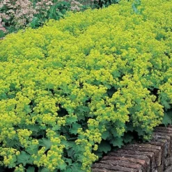 Alchemilla Mollis 'Thriller'