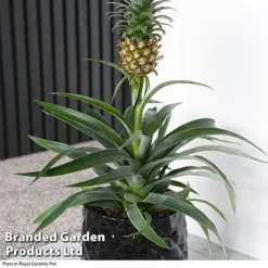 Pineapple Plant