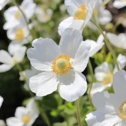 Anemone Sylvestris