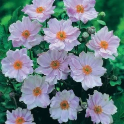Anemone Hybrida 'Queen Charlotte'