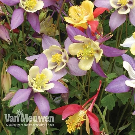Aquilegia Caerulea 'Mrs Scott-Elliott' (Garden Ready) - Image 2