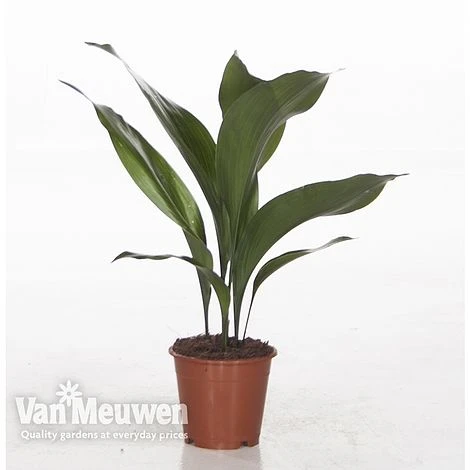 Aspidistra Elatior (House Plant) - Image 3