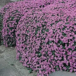 Aubrieta Cultorum 'Cascade Purple'