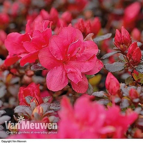 Azalea 'Dwarf Collection' - Image 3