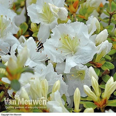 Azalea 'Dwarf Collection' - Image 4