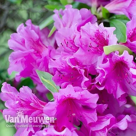 Azalea 'Dwarf Collection' - Image 5
