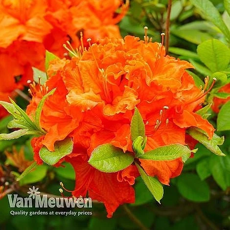 Azalea 'Dwarf Collection' - Image 6