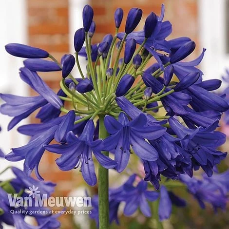 Agapanthus 'Flower Of Love' - Image 2
