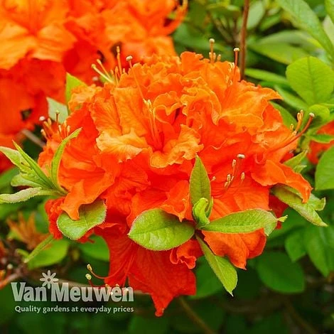 Azalea 'Dwarf Orange' - Image 2