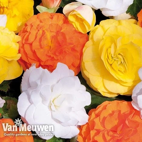 Begonia 'Nonstop Citrus Mix' - Image 5