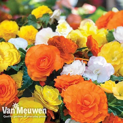 Begonia 'Nonstop Citrus Mix' - Image 2