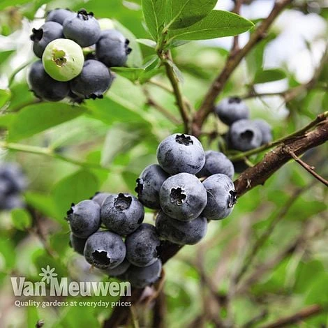 Blueberry 'Full Season Collection' - Image 2