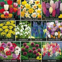 Value Spring Bulbs Collection
