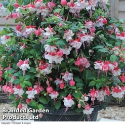 Fuchsia 'Swingtime'