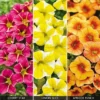 Calibrachoa 'Fruities Collection'
