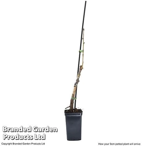 Cherry 'Sylvia' (Mini Fruit Tree) - Image 7