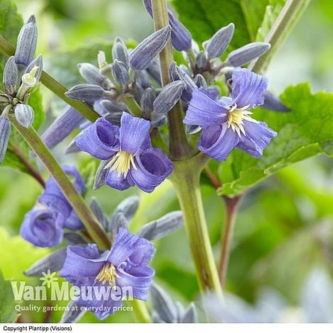 Clematis 'New Love' - Image 5