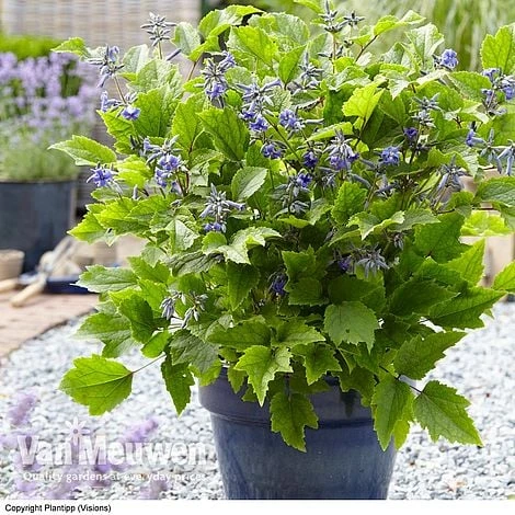 Clematis 'New Love' - Image 2