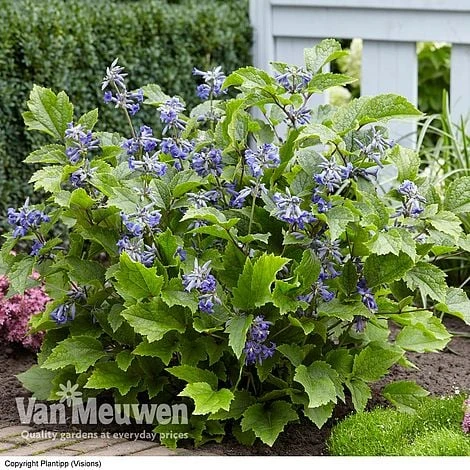 Clematis 'New Love' - Image 4