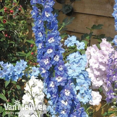 Delphinium Mixed - Image 2
