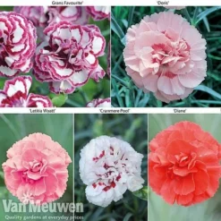 Dianthus 'Cottage Garden Collection'