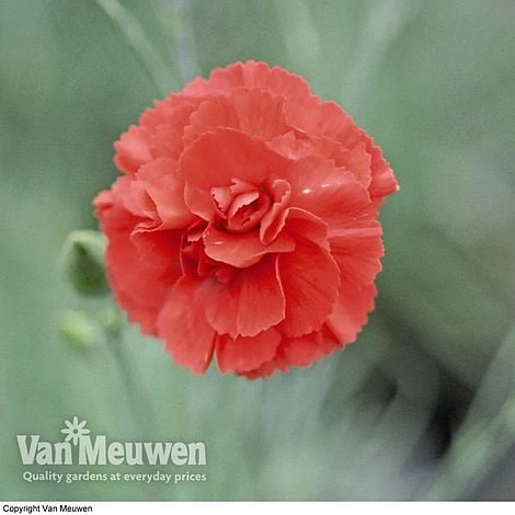 Dianthus 'Cottage Garden Collection' - Image 2