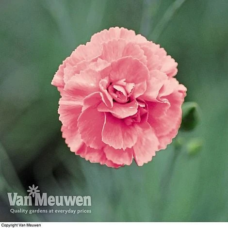 Dianthus 'Cottage Garden Collection' - Image 3