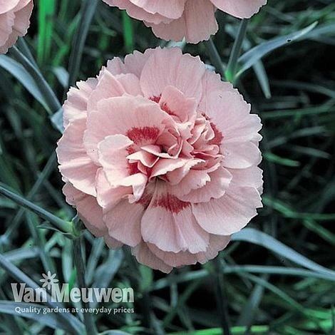 Dianthus 'Cottage Garden Collection' - Image 4
