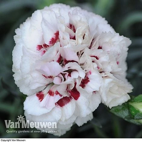 Dianthus 'Cottage Garden Collection' - Image 5