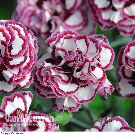Dianthus 'Cottage Garden Collection' - Image 6
