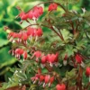 Dicentra Spectablis 'Valentine'
