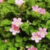 Erodium X Variabile 'Roseum'