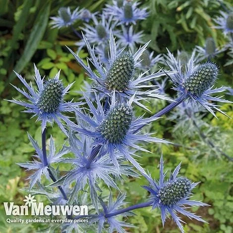 Eryngium 'Blue Steel' - Image 3