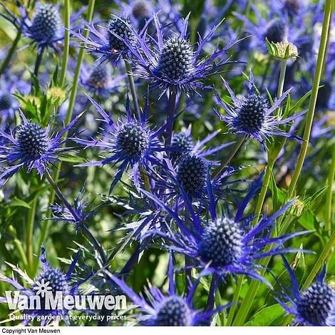 Eryngium 'Blue Steel' - Image 2
