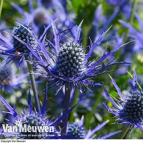 Eryngium 'Blue Steel' - Image 5
