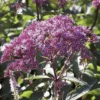 Eupatorium Dubium 'Baby Joe'
