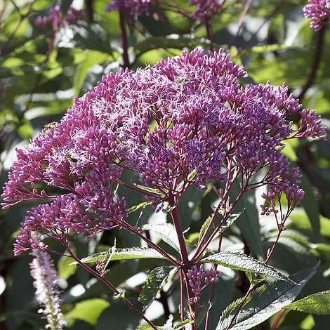 Eupatorium Dubium 'Baby Joe'