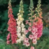 Foxglove 'Excelsior Hybrids'