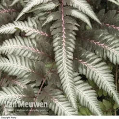 Fantastic Fern 'Pewter Lace'