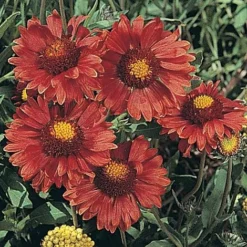 Gaillardia Aristata 'Burgundy'