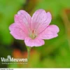 Geranium Oxonianum 'Wargrave Pink'