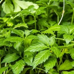 Gynostemma Pentaphyllum