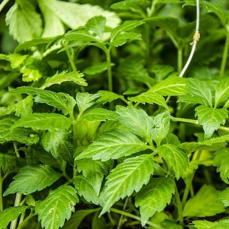 Gynostemma Pentaphyllum