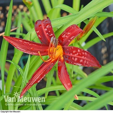 Daylily 'Crimson Pirate' - Image 2