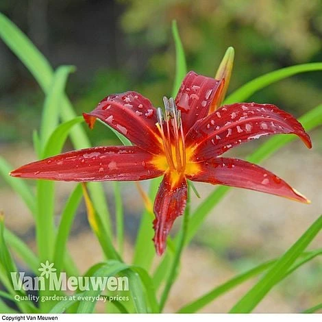 Daylily 'Crimson Pirate' - Image 3
