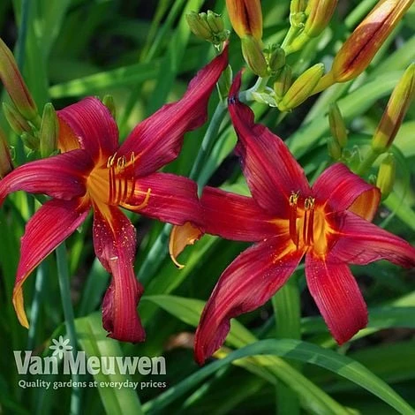 Daylily 'Crimson Pirate' - Image 4